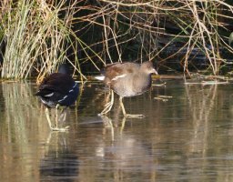 JT9A0240-DxO_R6_560_moorhens_on_ice-ls-sm.jpg