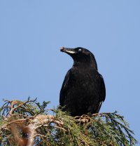 JT9A0164-DxO_R6_560_crow+food.jpg JT9A0164-DxO_R6_560_crow+food.jpg