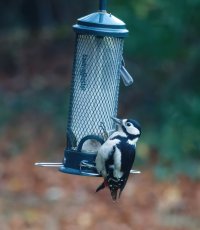 JT9A0248-DxO_R6_560_great_spotted_woodpecker_-ls-sm.jpg JT9A0248-DxO_R6_560_great_spotted_woodpecker_-ls-sm.jpg