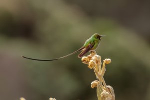 _MG_4463_DxO_John Jairo Bernal Ibanez. jjbernali@unal.edu.co.jpg _MG_4463_DxO_John Jairo Bernal Ibanez. jjbernali@unal.edu.co.jpg