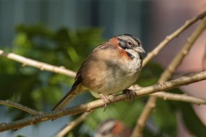 IMG_3353_John Jairo Bernal-jjbernali@unal.edu.co.jpg IMG_3353_John Jairo Bernal-jjbernali@unal.edu.co.jpg