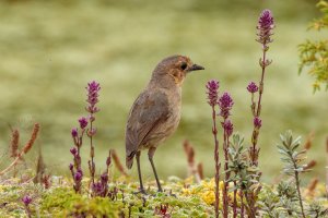_MG_4757_John Jairo Bernal Ibanez. jjbernali@unal.edu.co.jpg _MG_4757_John Jairo Bernal Ibanez. jjbernali@unal.edu.co.jpg