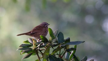 Song Sparrow - K1A9791 - DxO.jpg Song Sparrow - K1A9791 - DxO.jpg