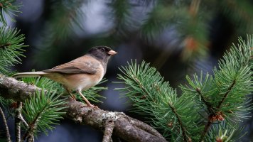 Dark Eyed Junco - K1A8490 - DxO.jpg