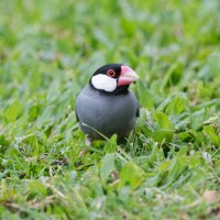 DSC_5079_DxO.jpg DSC_5079_DxO.jpg