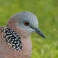 DSC_5239_DxO.jpg DSC_5239_DxO.jpg