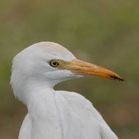 DSC_5188_DxO.jpg DSC_5188_DxO.jpg