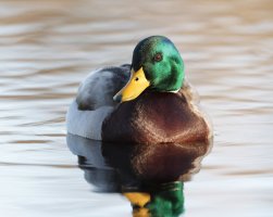 Mallard_10K_5x4_crop.JPG