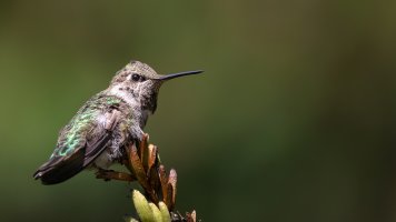 Annas Hummingbird - K1A7980 - DxO.jpg