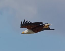 3Q7A1221-DxO_african_fisheagle_flying_2.jpg