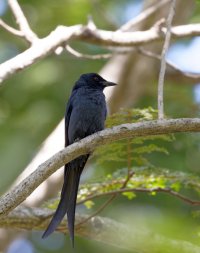 915A8326-DxO_forktailed_drongo.jpg