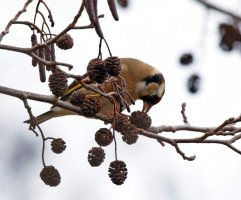 309A0425-DxO_500mm_iso2500_goldfinch_eating-d.jpg