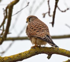 309A0628-DxO_Male_kestrel_cv1-ls-sm.jpg