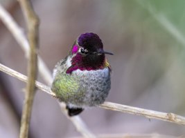 5F9A1139 12X16 Reduced for CR.jpg