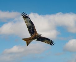 309A0795-DxO_kite+4_cv-den_sh_aut sky.jpg