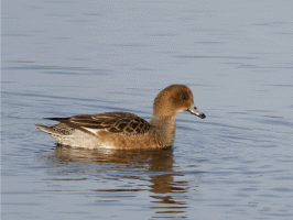 Quacking_female_tufted _duck.gif