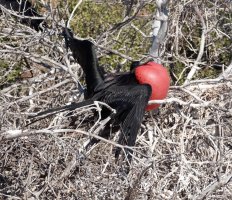 DSC09718-DxO_great_frigate_bird.jpg