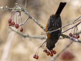 5F9A0728_DxO 12X16 Reduced for CR.jpg