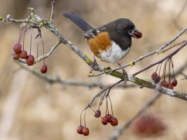 5F9A0730_DxO 12X16 Reduced for CR.jpg