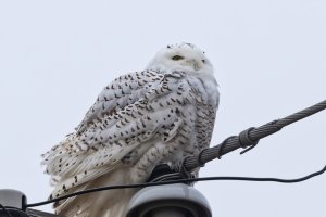 snowy owl 122421 03_Ls.jpg