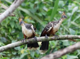 3Q7A6984-DxO_hoatzin_pair_christmas_turkeys_small.jpg