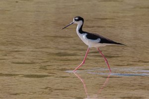 IL0A4505.jpg IL0A4505.jpg