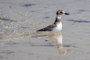 IL0A4372.jpg IL0A4372.jpg