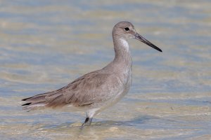 IL0A4617.jpg IL0A4617.jpg