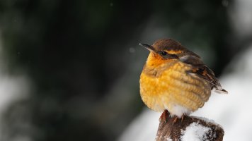 Varied Thrush - K1A2338 - DxO.jpg Varied Thrush - K1A2338 - DxO.jpg