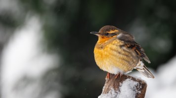 Varied Thrush - K1A2417 - DxO.jpg Varied Thrush - K1A2417 - DxO.jpg