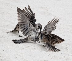 DSC00723-DxO_Mockingbirds_kickboxing+1ev.jpg DSC00723-DxO_Mockingbirds_kickboxing+1ev.jpg