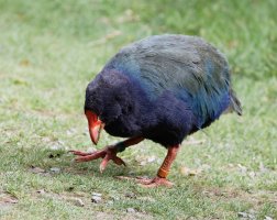 Takahe_3Q7A7449_DxO_small.jpg