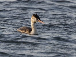 309A1391-DxO_RF_600-1000mm_Great_Crested_grebe.jpg