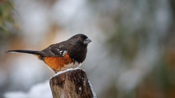 Spotted Towhee - K1A5486 - DxO.jpg
