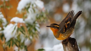 Varied Thrush - K1A5675 - DxO.jpg