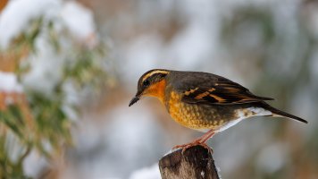 Varied Thrush - K1A5586 - DxO.jpg