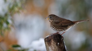 Song Sparrow - K1A5734 - DxO.jpg