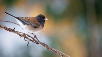 Dark Eyed Junco - K1A5850 - DxO.jpg
