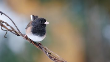 Dark Eyed Junco - K1A5899 - DxO.jpg