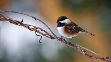 Chestnut Backed Chickadee - K1A5966 - DxO.jpg