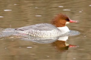 Female Merganser 4440.jpeg