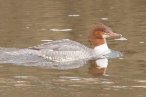 Juvenile Merganser 4446.jpg