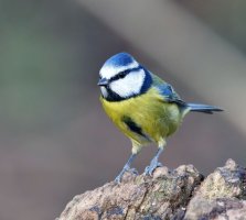 309A1602-DxO_RF_500mm_Blue_Tit.jpg