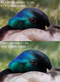 Male_Mallard_500PFvs100-500mm.jpg