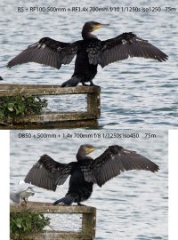  Cormorant_500Pf_vs_100-500mm_700mm.jpg