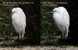  Little_Egret_500Pf_vs_100-500mm_700mm.jpg