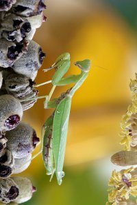 Polyscias racemosa - Pokulakalaka 4_DxO_DxO.jpg