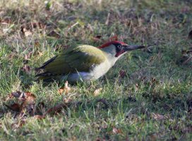 309A2109-DxO_RF800mm_iso1k_thru_windGreen_woodpecker_on_lawn-sm.jpg