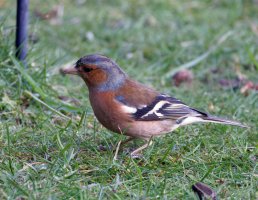 309A2189-DxO_RF800_chaffinch-is-sm.jpg