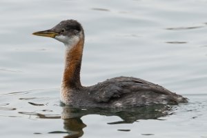 Red-necked Grebe (adult-fall) 100.jpg